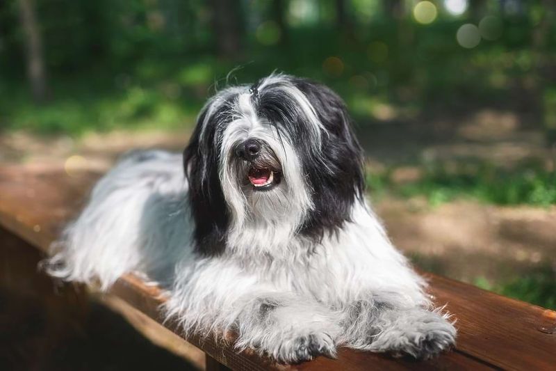 Tibetan Terrier The Versatile and Affectionate Tibetan Terrier